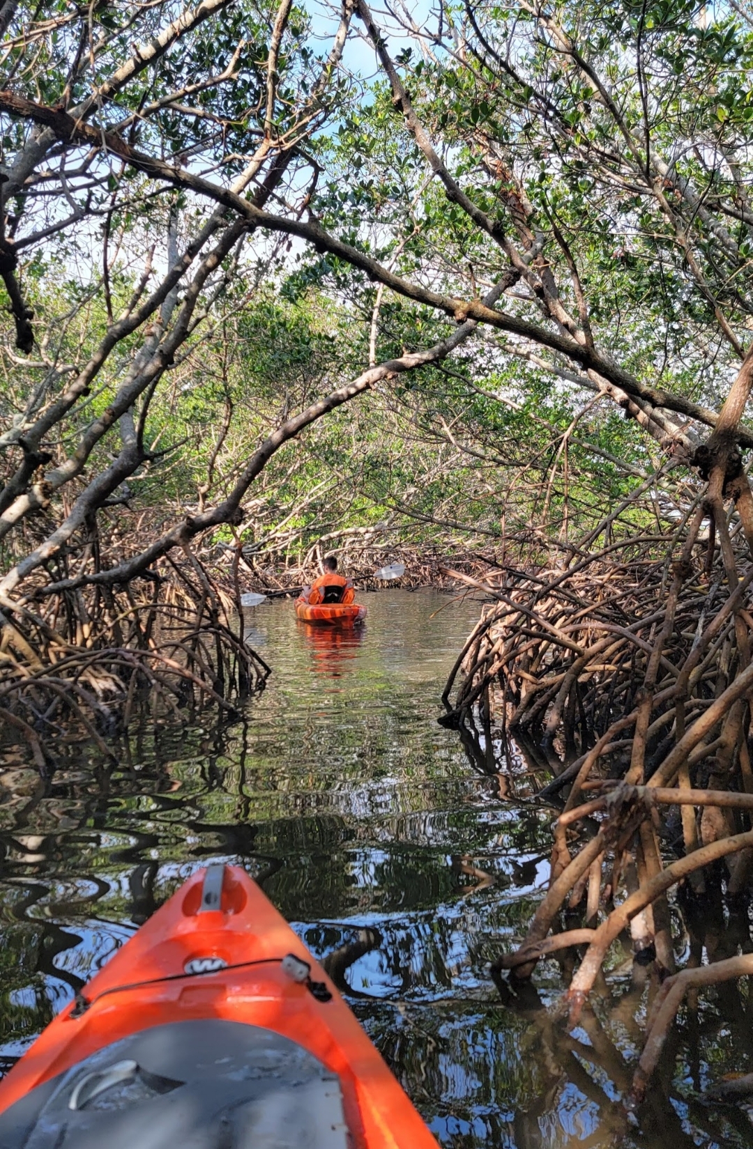 Two orange kayaks paddling through a dense, shaded tunnel of mangrove trees with arched prop roots over calm water.
